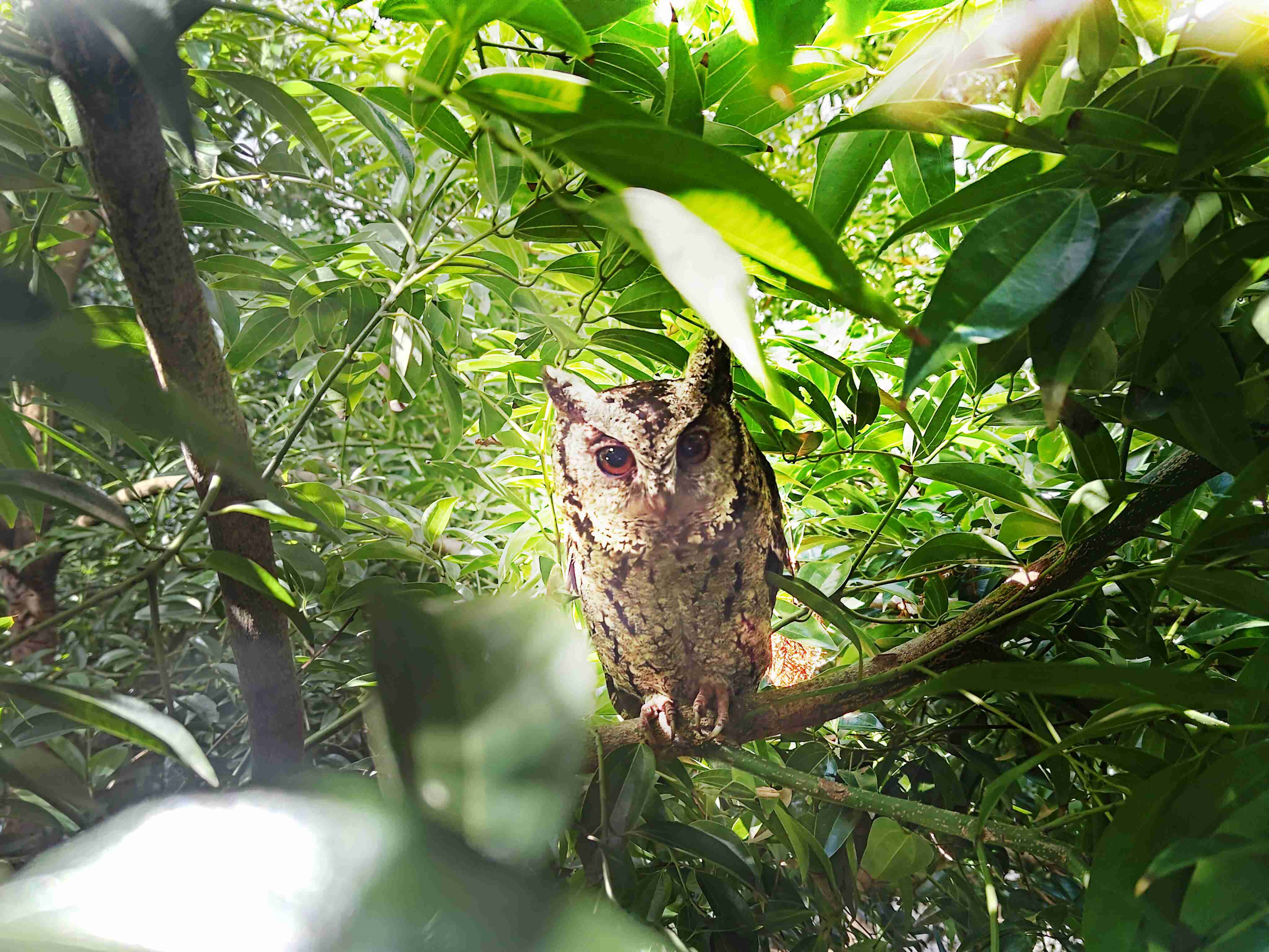 尊龙z6致力提倡净零绿生活，，，，16年以来在全球各厂区植树逾百万棵，，，造就各厂区树木蔚然成林，，，犹如森林工厂，，，，成为许多生物的栖息地